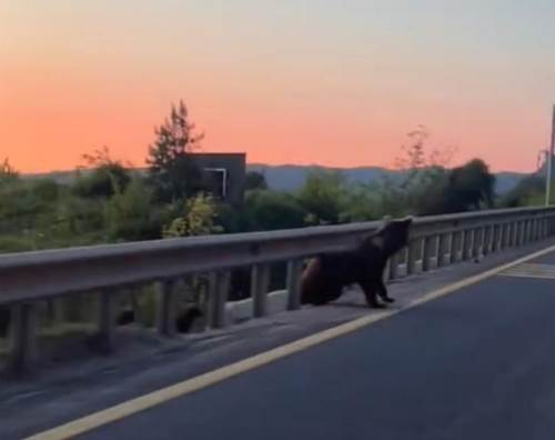 Yol kenarındaki boz ayı ve yavruları panik yarattı