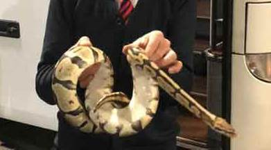 Yolcu otobüsünde yılan paniği!