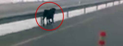 Yolun ortasında görenler şaşkına döndü!