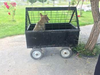 Yorgun Ve Bitkin Düşen Kurt Şehre İndi
