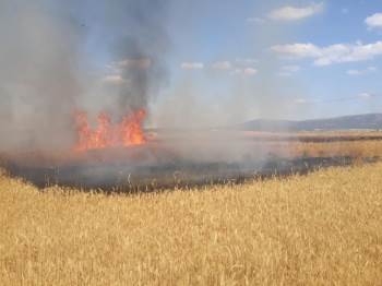 Yüksek Gerilim Hattına Çarparak Yanan Kuş, 12 Hektar Buğday Ekili Alanı Kül Etti

