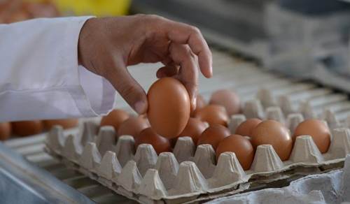 Yumurta rekora koşuyor: Fiyatlar 120 liraya dayandı 
