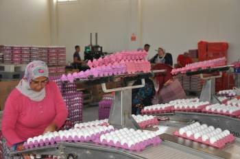 Yumurta Tavuk Fiyatlarını Geçti
