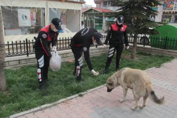 Yunus Timleri Sokak Hayvanlarını Da Unutmadı
