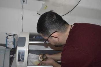 Yürüyemez Haldeki Kedi Tedavi Edildi
