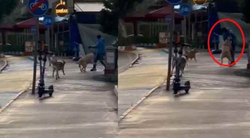 Yürüyüş için çıkmıştı, sonu dehşetle bitti!