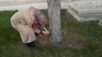 Yuvadan Düşen Minik Saksağanlar İçin İtfaiye Seferber Oldu
