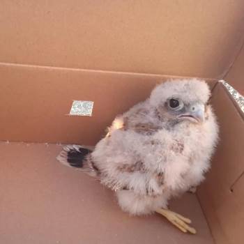 Yuvadan Düşerek Yaralanan Yavru Kerkenez Ve Yavru Kargalar Tedavi Altına Alındı
