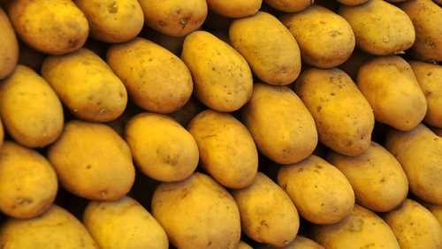 YÜZBİNLERCE TON PATATES DEPOLARDA