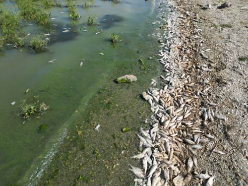 Yüzlerce ölü balık paniğe neden oldu!