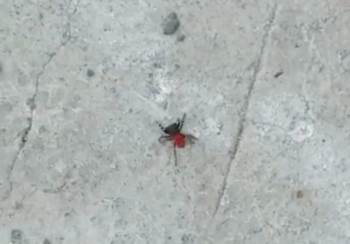 Zehirli Uğur Böceği Örümceği Bu Kez De Bozüyük’Te Görüldü
