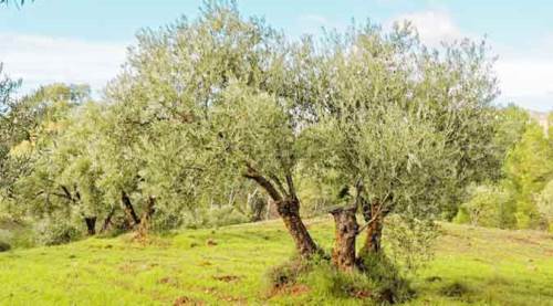 Zeytin ağaçlarına bu düşmanlık neden?