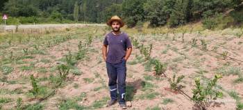 Ziraat Mühendisi 7 Dekar Tarlayı Kendi İmkanlarıyla Aronya Bahçesine Çevirdi
