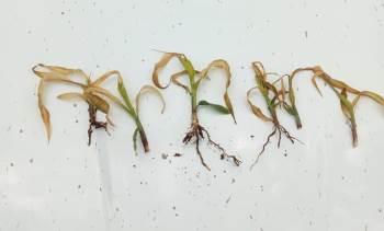 Zirai Don Çiftçiyi Vurdu
