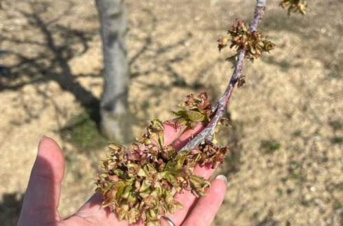 Zirai dondan etkilenen Pazarlarlı çiftçilere 41 milyon TL destek