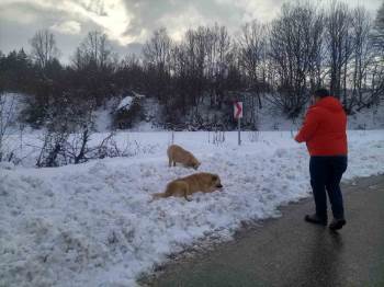 Zorlu Hava Şartlarında Sokak Hayvanlarını Unutmuyorlar
