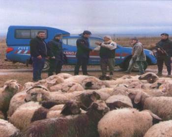 'Firar eden' koyunlar drone ile bulundu