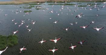 (Özel) Flamingolar Göç Yolunda Dron İle Görüntülendi
