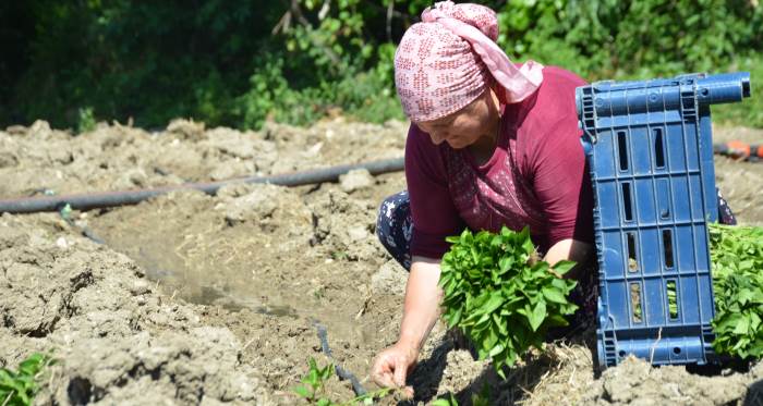 162 yıllık ata tohumu geleneği Bilecik’te yaşatılıyor 162 yıllık ata tohumu geleneği Bilecik’te yaşatılıyor