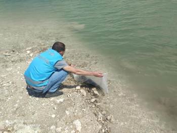 Çavdarhisar Barajına 15 Bin Yavru Sazan Balığı Bırakıldı
