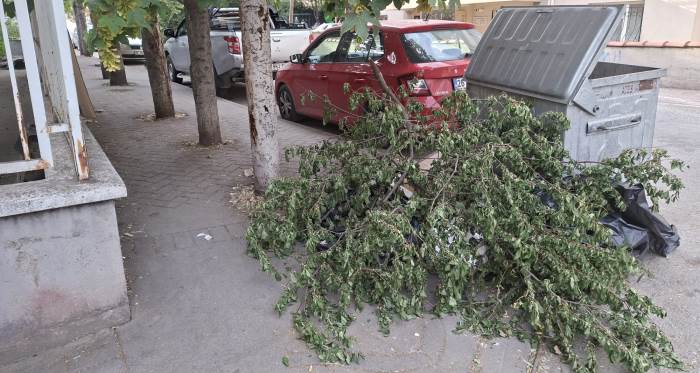Eskişehir’de ağaç dalları yaya geçişini engelledi Eskişehir’de ağaç dalları yaya geçişini engelledi