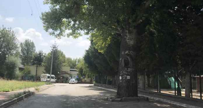 Eskişehir'de bu ağacı gören şaşıp kalıyor