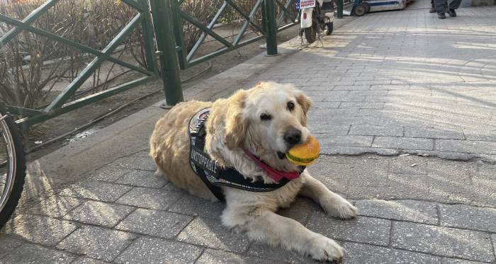 Eskişehir'de hamburgerle beslenen köpek herkesi şaşırtıyor
