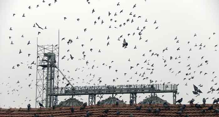 Eskişehir'de ilginç görüntü: Yüzlerce kuş hücum etti...