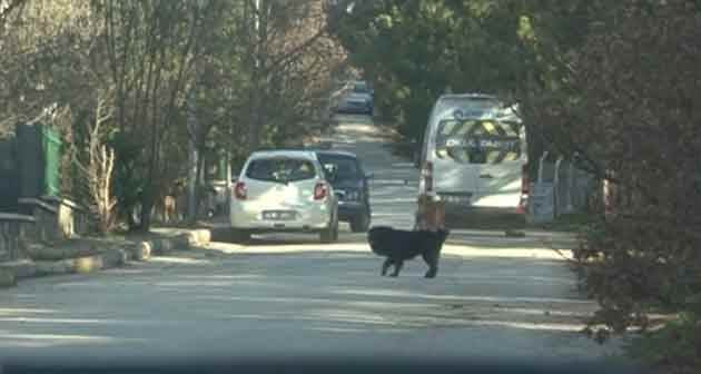 Eskişehir'de isyan ettiren görüntü