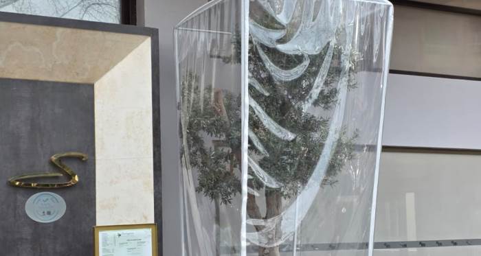 Eskişehir’de özel branda ile korunan ağaç dikkat çekiyor Eskişehir’de özel branda ile korunan ağaç dikkat çekiyor