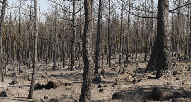 Eskişehir'deki orman yangını kontrol altına alındı !