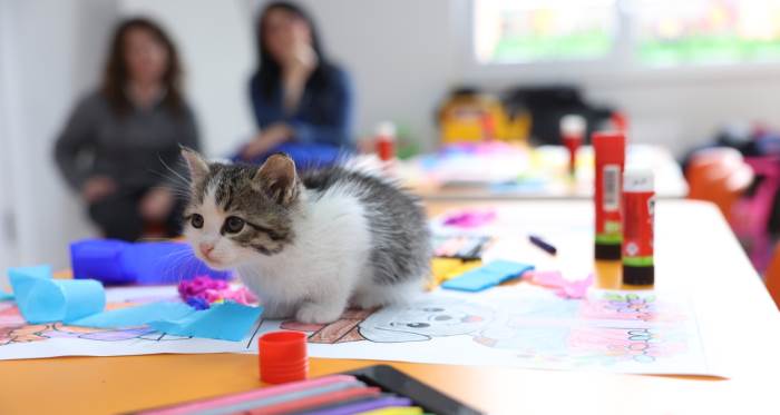 Eskişehir Odunpazarı’nda sokak hayvanları için örnek etkinlik Eskişehir Odunpazarı’nda sokak hayvanları için örnek etkinlik