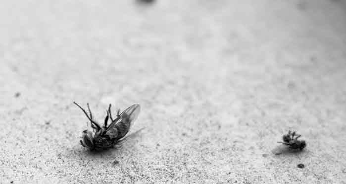 Evde küçük sinekler neden olur? Nasıl yok edilir?
