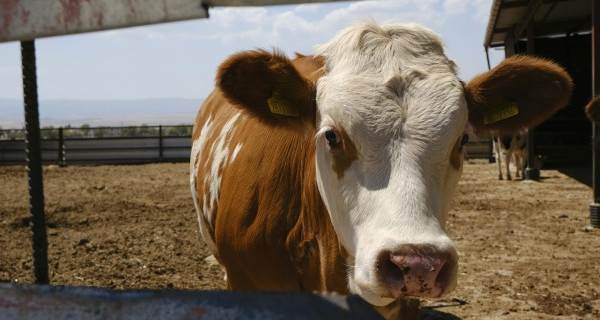 KURBANLIKTA HASTALIK ÇIKARSA NE OLUR? Hasta Hayvan Kesilirse Kurban Geçerli Sayılır Mı? KURBANLIKTA HASTALIK ÇIKARSA NE OLUR? Hasta Hayvan Kesilirse Kurban Geçerli Sayılır Mı?