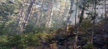 Orman Yangını 25 Dönüm Alanda Etkili Oldu
