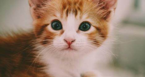 Rüyada Kedi Yavrusu Görmek Ne Anlama Gelir? (Rüya Tabiri)