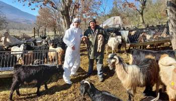 Simav’Da Çoban Tespitleri Yapılıyor
