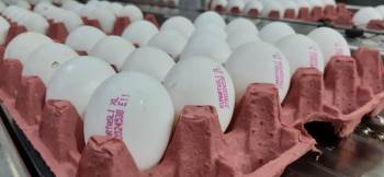 Üreticiler Yumurta Fiyatlarının Yükselmesinden Aracıları Sorumlu Tuttu
