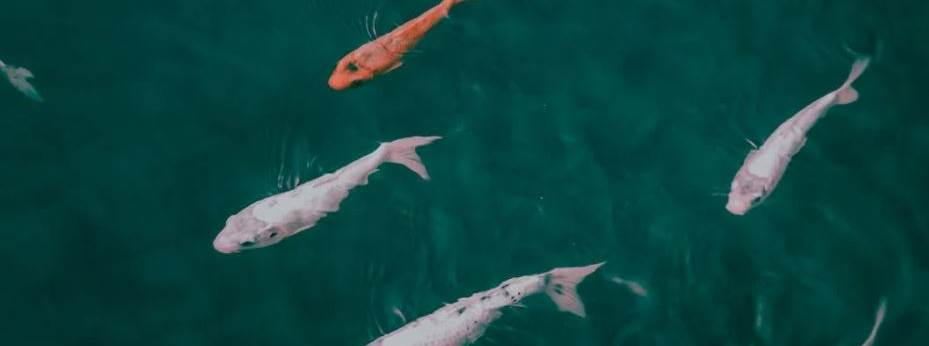 2026 balık avı yasağı takvimi açıklandı: Yasak ne zaman başlıyor, ne zaman sona eriyor?