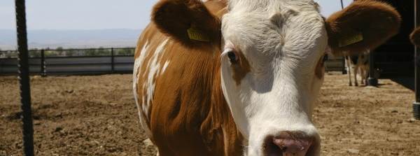 2026 kurbanlık fiyatları netleşiyor: İl il liste ve canlı kilo ücretleri açıklandı!