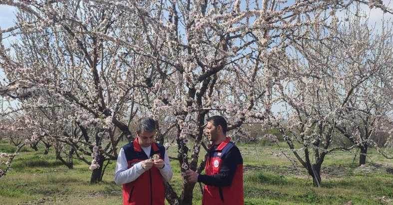 Afyon'da don riski sonrası ekipler sahaya ind…