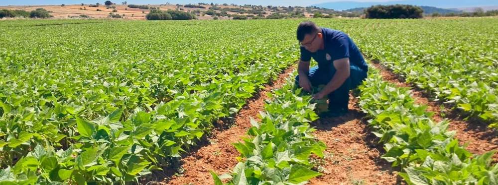 Afyonkarahisar'da barbunya ve kornişon tarlal…