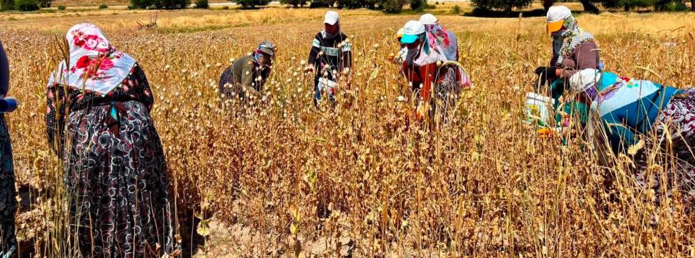 Afyonkarahisar'da haşhaş hasadı tüm hızıyla s…