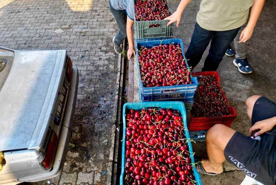 Afyonkarahisar’da Napolyon kirazı bereketi