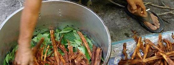 Ayahuasca çayı nedir? Türkiye'de Yasak Mı?