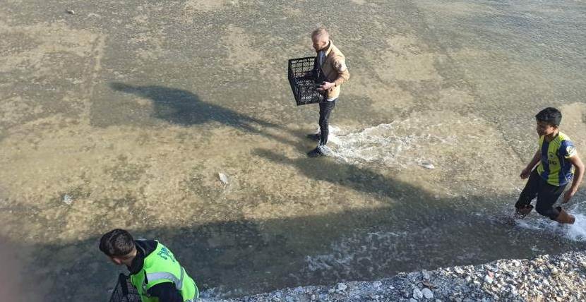 Barajdan taşan balıkları toplamak için yarışt…