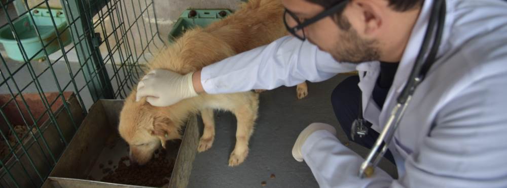 Bilecik Belediyesi’nden hayvan dostlarına mut…