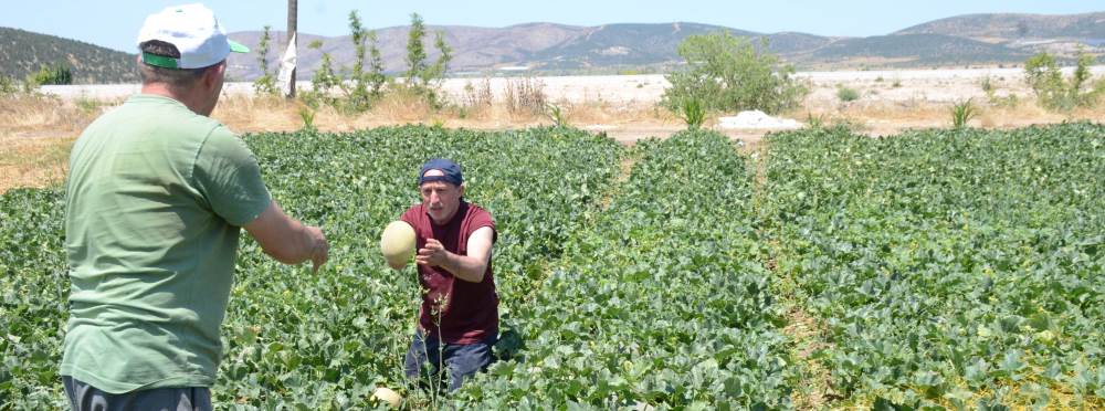 Bilecik'in meşhur kavununda hasat heyecanı ba…