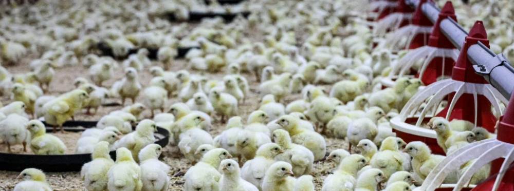 Bilecik’te kanatlı hayvan sayısı 11,5 milyonu…