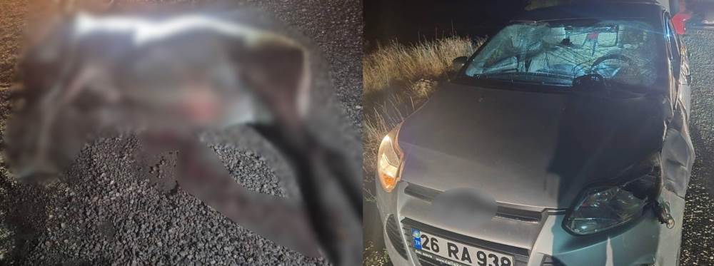 Bilecik’te otomobilin çarptığı geyik telef ol…